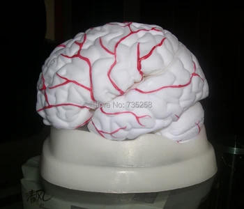 Smegenų Arterijų Anatomijos Modelis Smegenų Modeliu 8-dalis smegenų anatomijos modelis